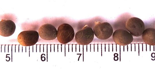  Seeds